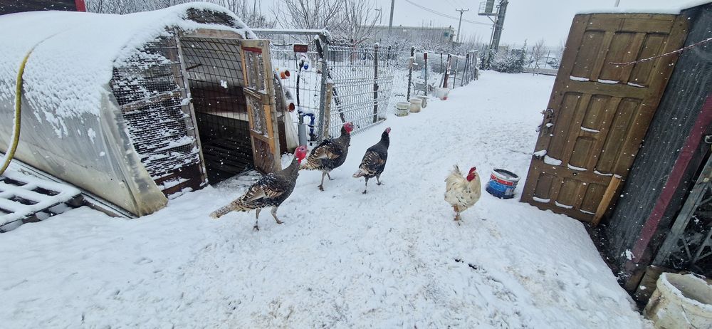 Vand 2 curcani de tara