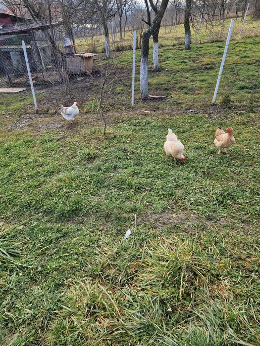 Vand cocos australorp si 3 găini