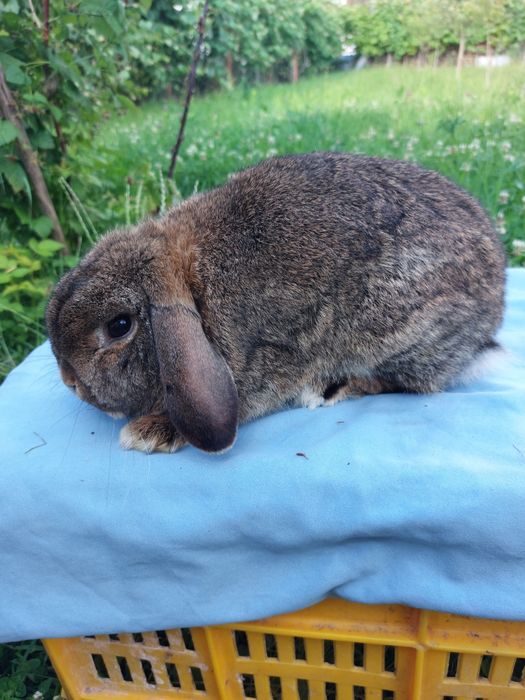Iepure,femela holland lop