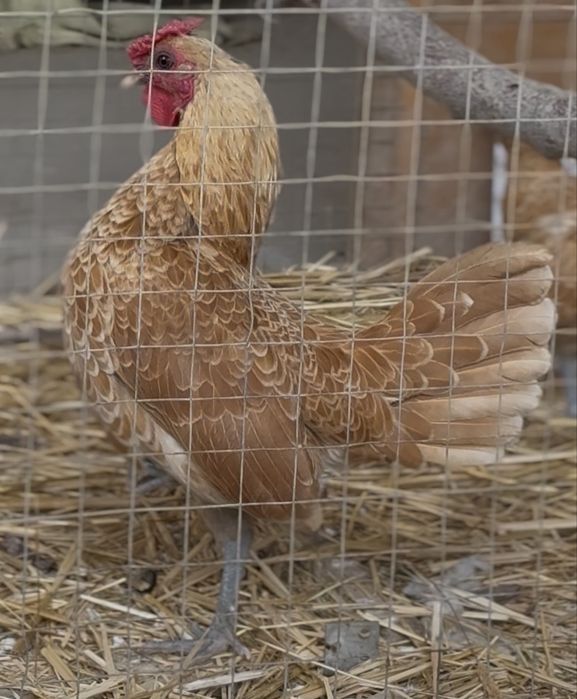 Sibirayt Shouma zotli tovuq tuximlari sotiladi