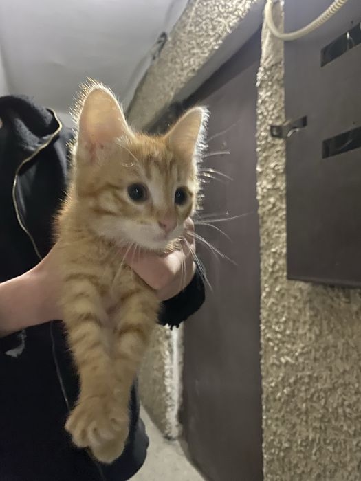 Котята в добрые рук