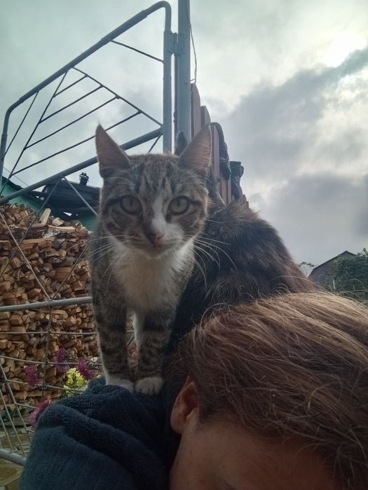 Ищем дом котёнку
