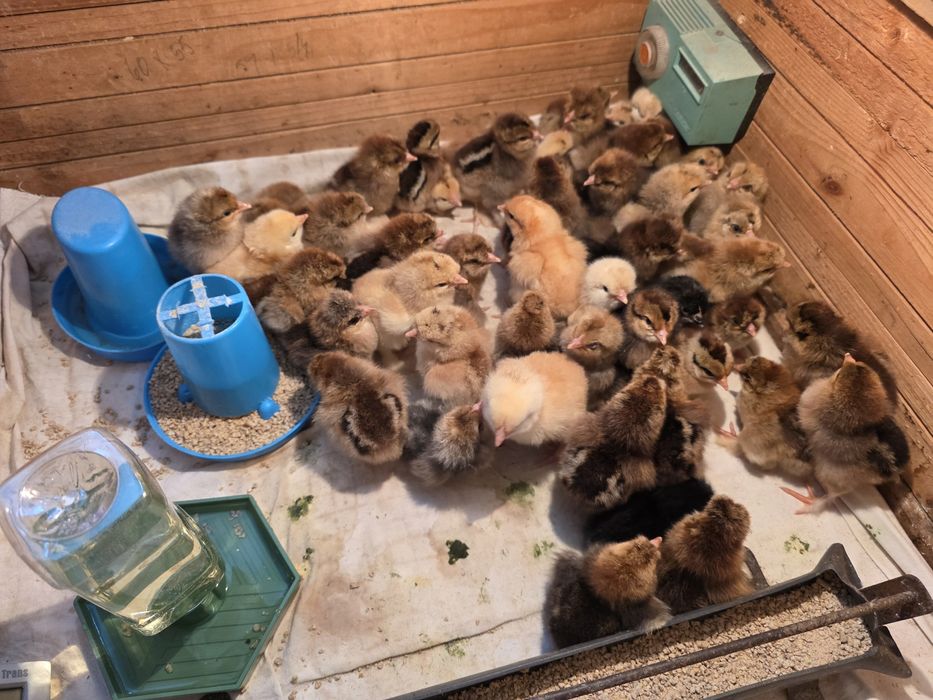 Pui Moțată cu Cream Legbar