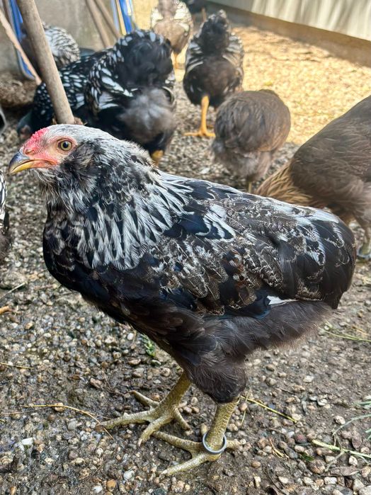 Cocosi Araucana rasa pura eclozati mai 2026.