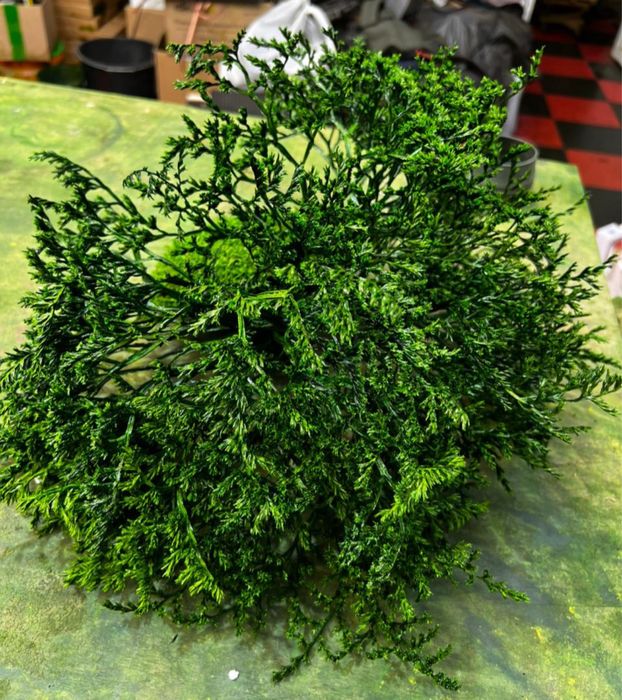 Стабилизированные растения в декоре