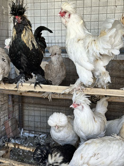 Продам кур декоративных пород.