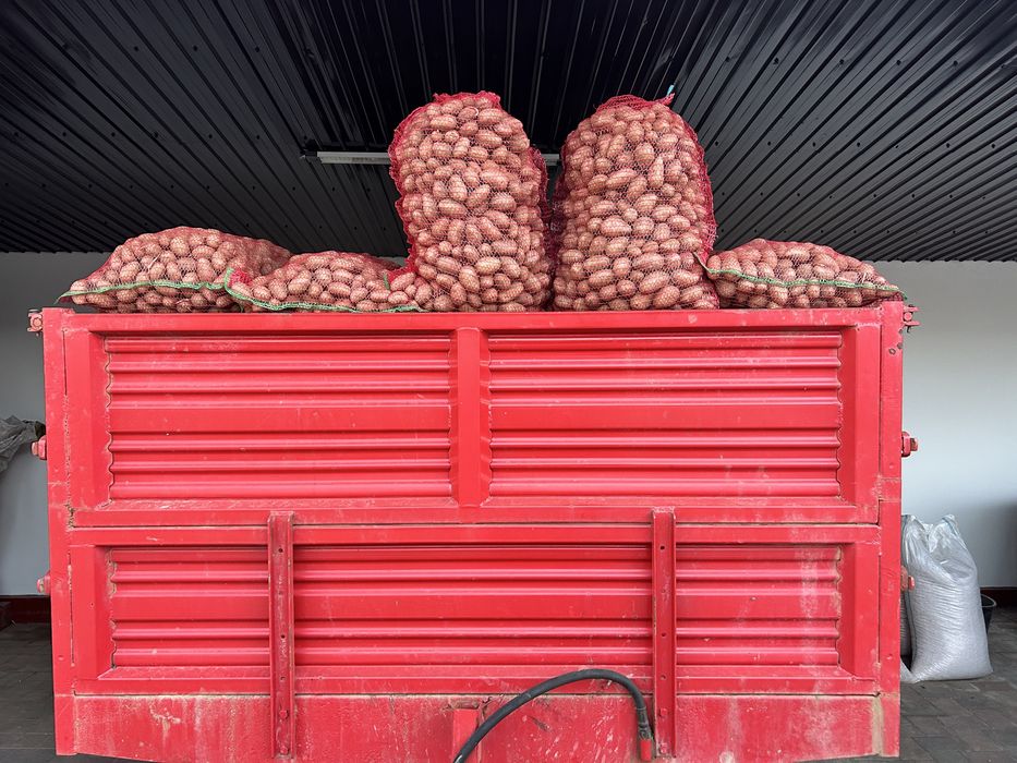 Cartofi de samânță