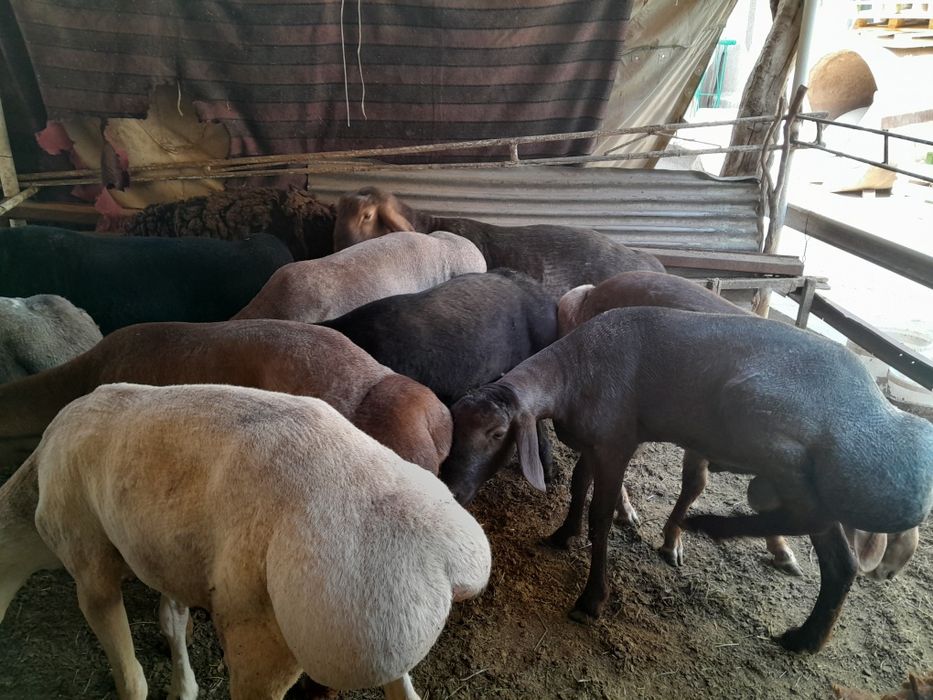 Кучкорлар сотилади