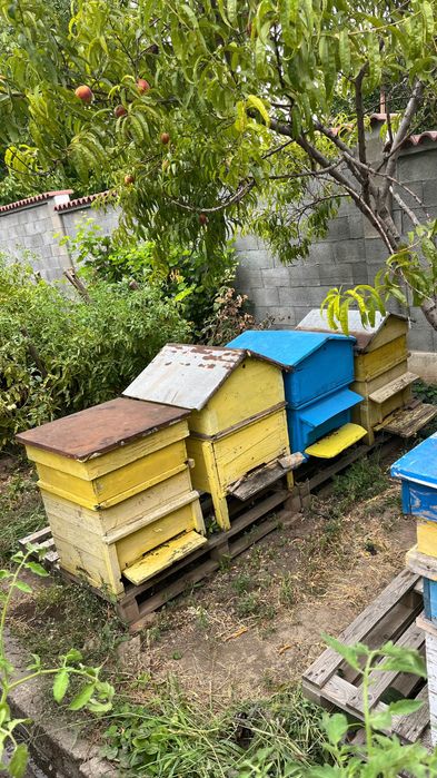 Продавам 8 кошера 12/ рамкови Силни/работещи…