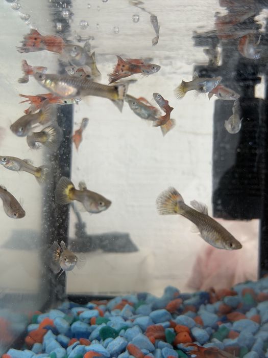 Аквариум балықтарымен сатылады
