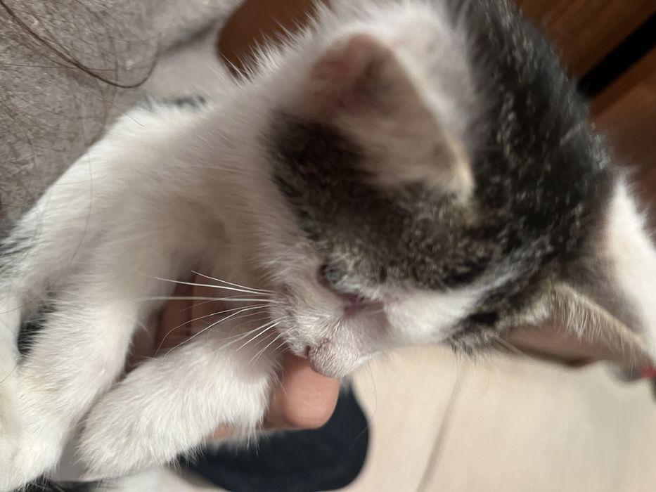 котёнок с улицы