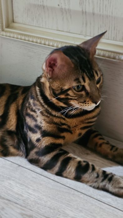 Вязка Бенгальский кот