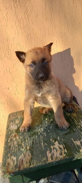 Ciobanesc belgian malinois
