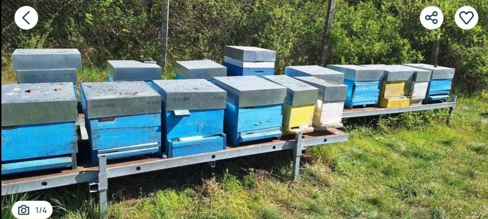 Продавам многоцветен пчелен прашец