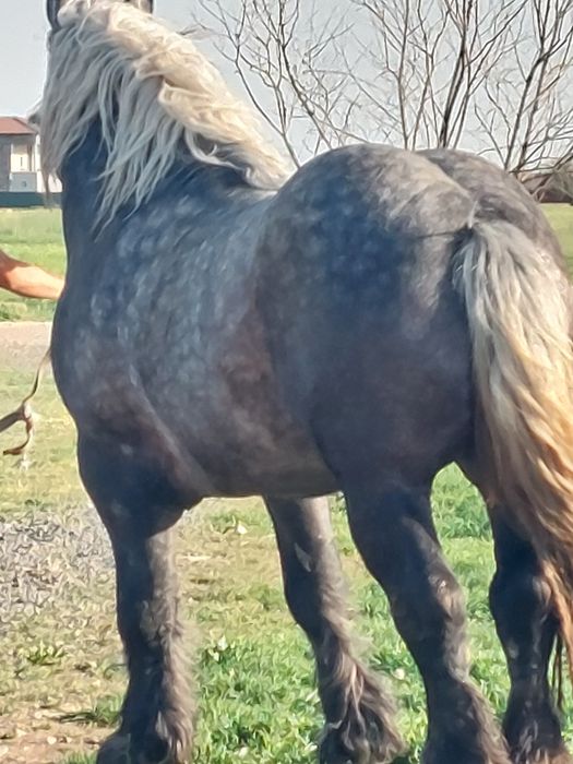 Armăsar sur de montă.armăsaru este cu genetică bună!