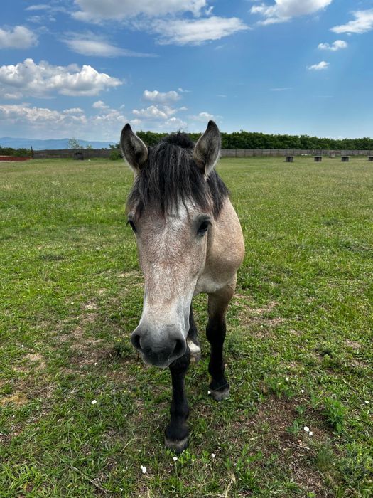 Vând mânza de 1 an si o luna din cai buni