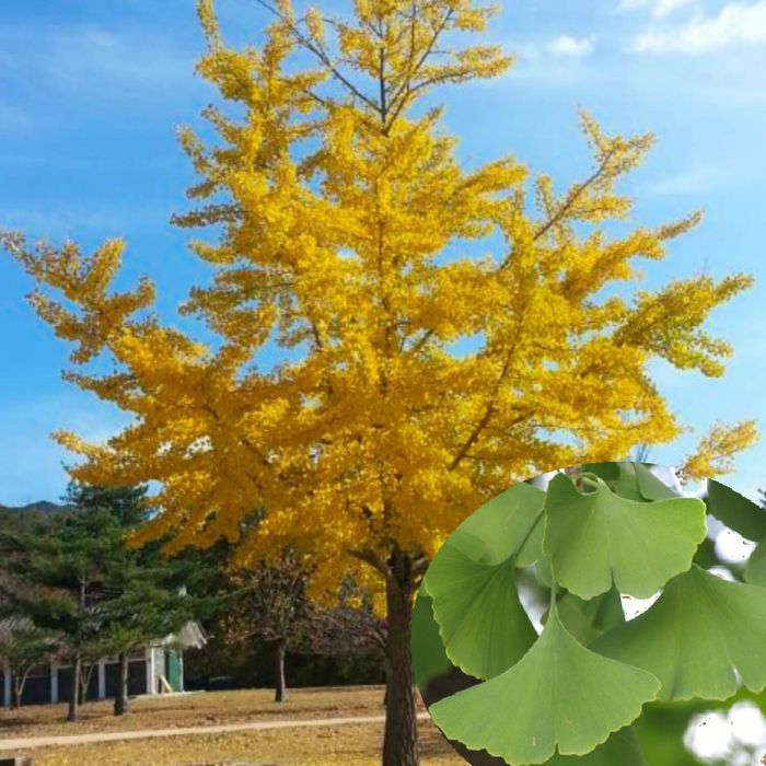 Pomi Ornamentali Ginkgo Biloba