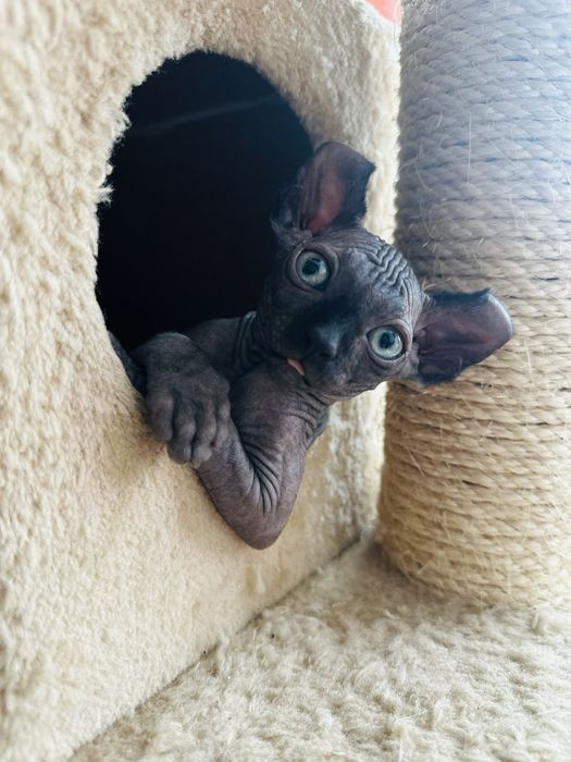 Fetita Sphinx Elf