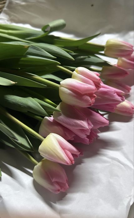 Тюльпаны белоруские высота 55-60 см