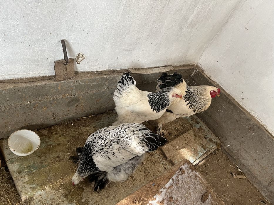 Брамалар сатылады.