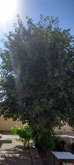 4,5 sotixli uchastka sotiladi