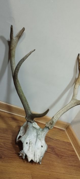 Трофейни рога от елен