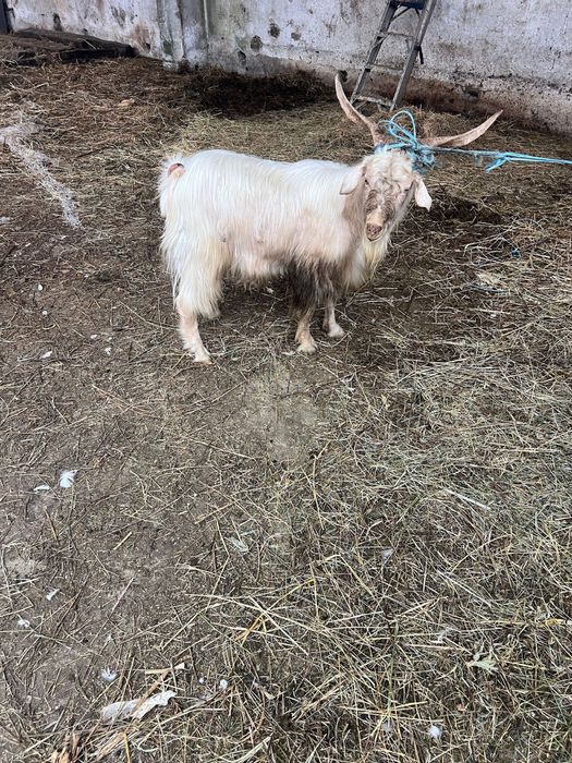 Vand tap bun de mota dau de taiat. Mare forte bine dezvoltat