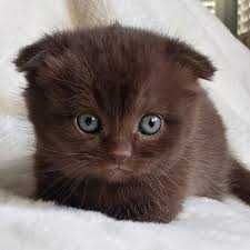 Скотиш фолд вислоухий skottish fold narxi taqalgani