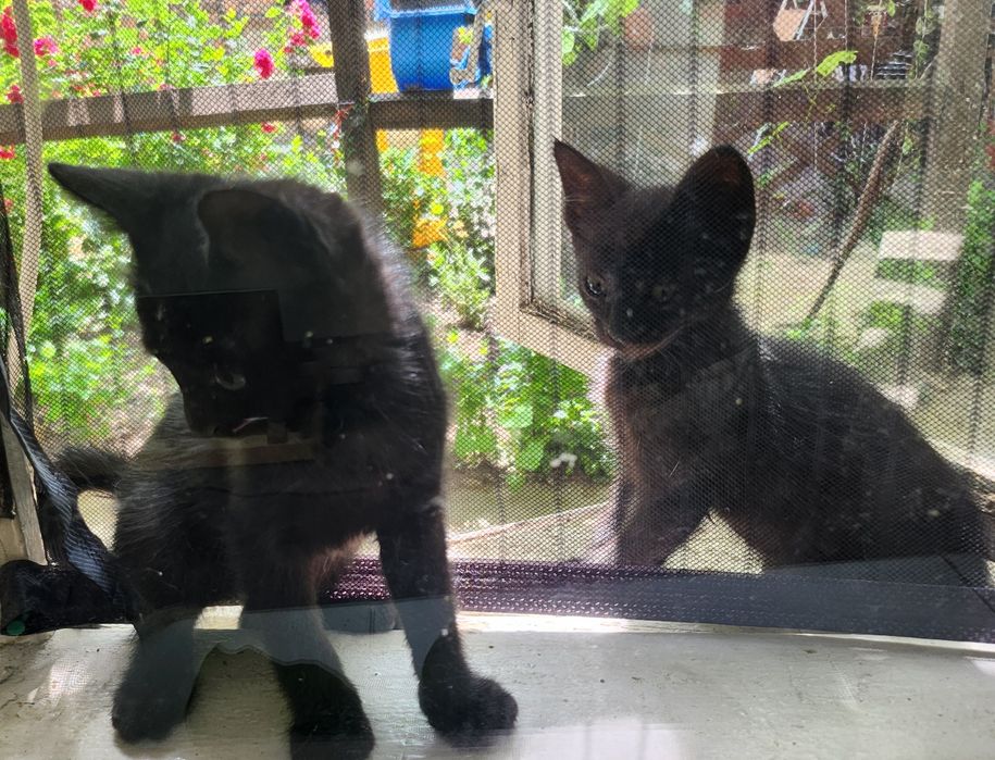 Pui de pisica jucăuși