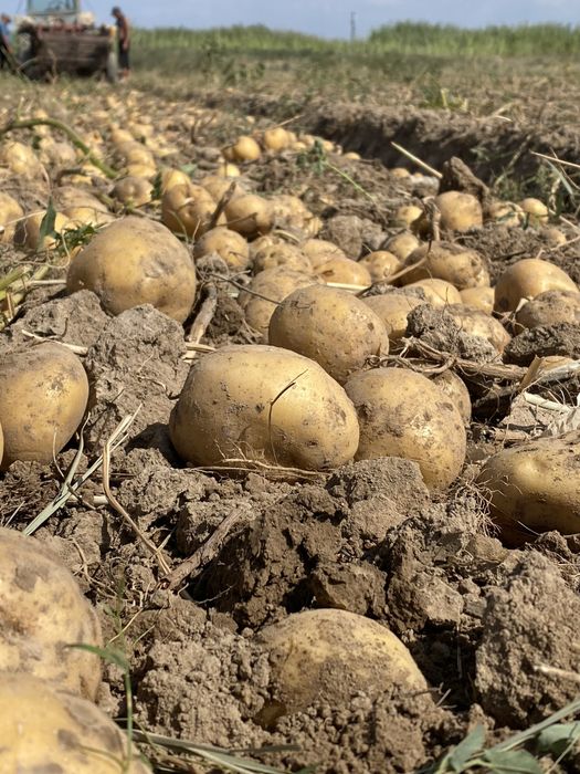 Картофель оптом сорт Ривьера