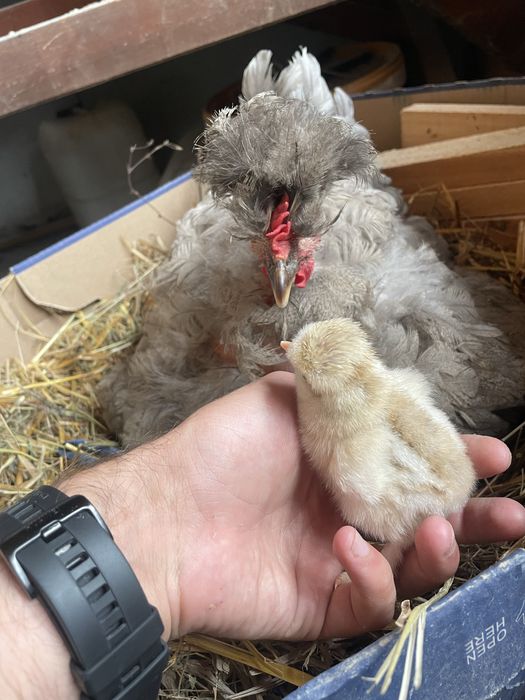 Oua pentru incubat - Gaini motate