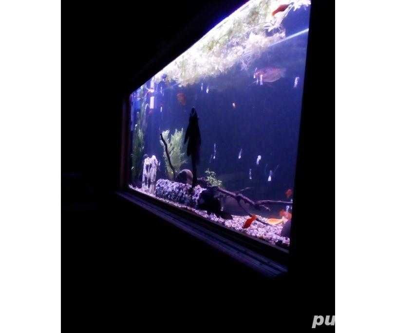 Vand diferite acvarii pentru pesti