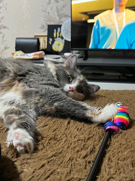 Отдадим кошечку  БЕСПЛАТНО