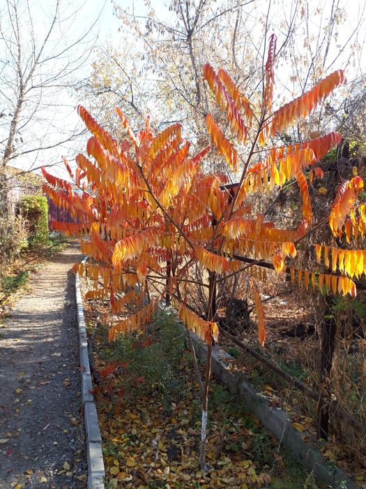 Сумах оленерогий