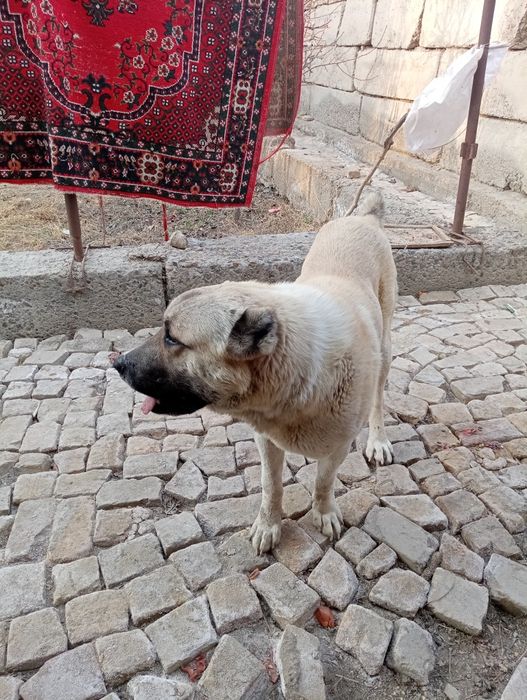 Кучук  Балковад сотилади