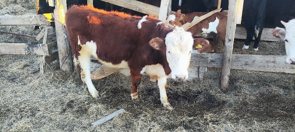 полторашка(ұрғашы)
460000мын
қыстай жемде тұрды,куйі жақсы
өрісте жүр