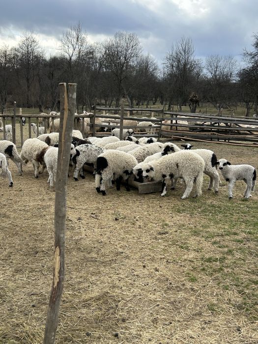 Vand 100 de oi cu miei dupa ele