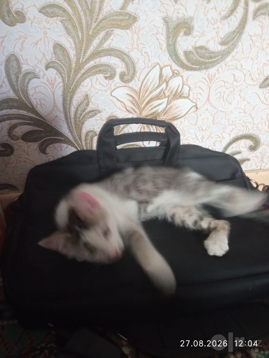 Котята бесплатно