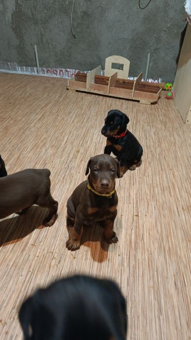 Щенки добермана Шымкент