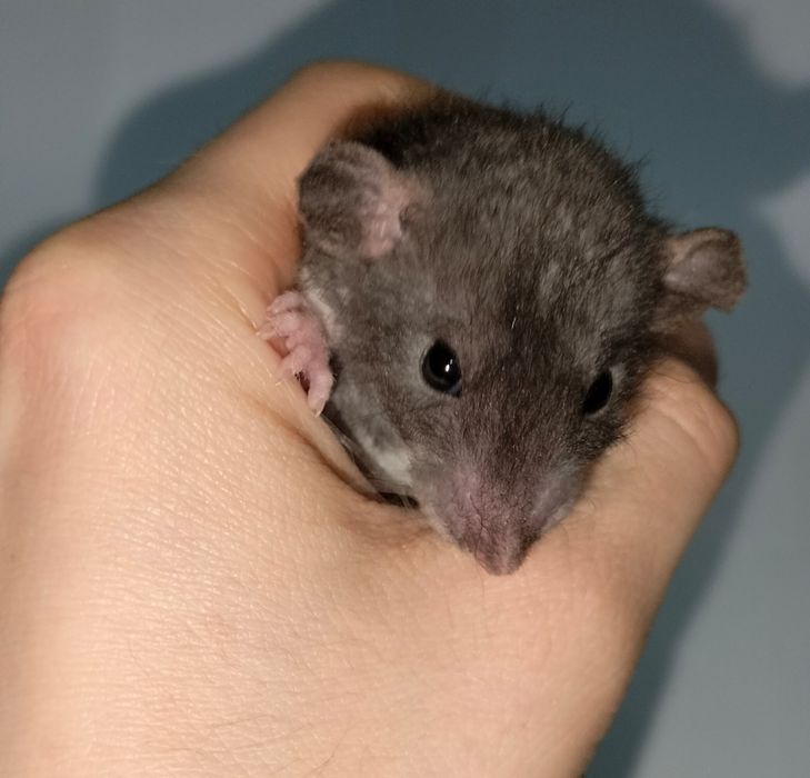 Декоративные ручные крысы