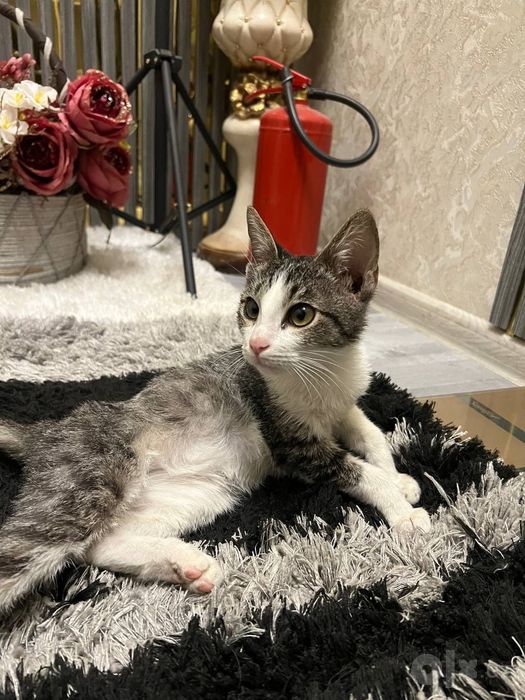 Отдам Котёнока в хорошие руки