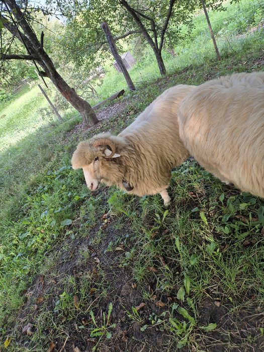 Mioare bale la prima fatare Ruginesti • OLX.ro