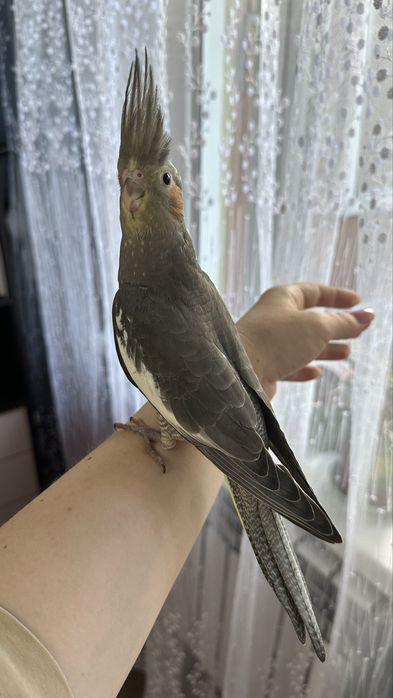 Попугай ручной корелла