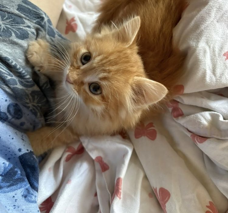 Отдам котенка в добрые руки!