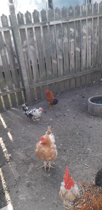 Vand sau schimb cu porumbei