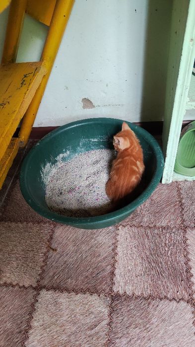 Котята район Бозарык