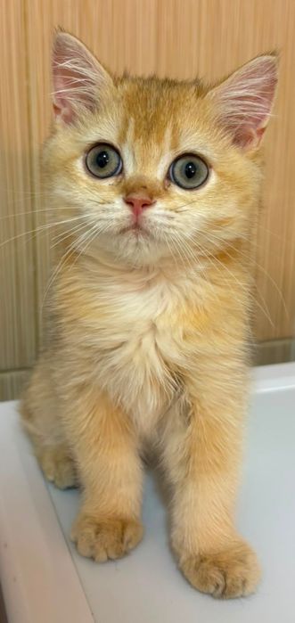 British shorthair cu pedigree