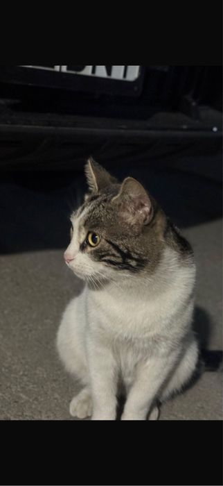 Очень доброму коту ищем дом