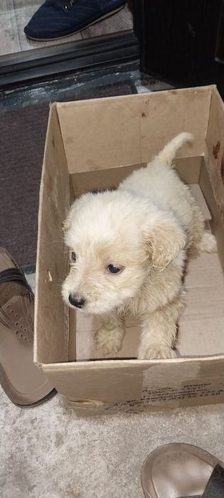 Щенки в добрые руки