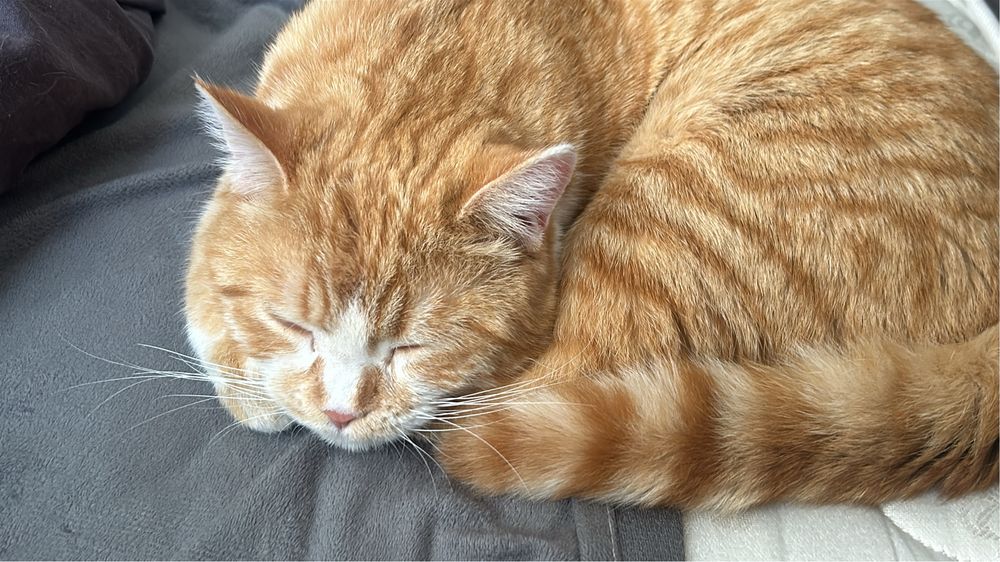 Отдадим кота в добрые руки